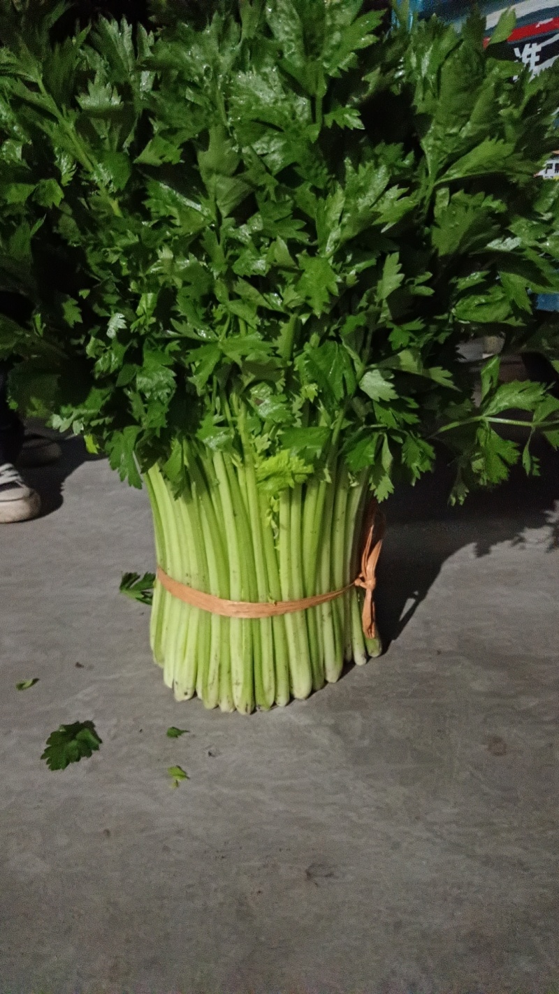 徐州小西芹，黄亮，大棚菜，地头发货全国供应