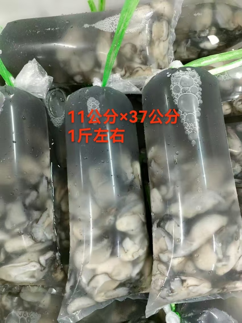 蚝肉每天现开，大量供应