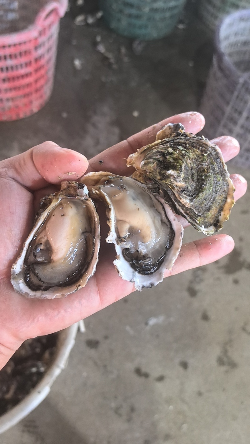蚝肉每天现开，大量供应