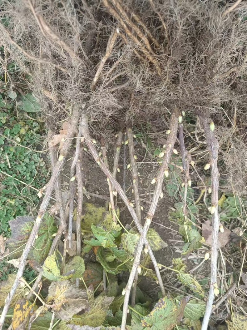 黑加仑苗基地供应全国直销量大质优价格优惠欢迎咨询