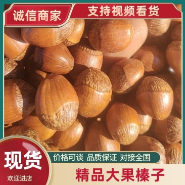 精品长毛大果榛子质量保证量大从优诚信经营欢迎咨询