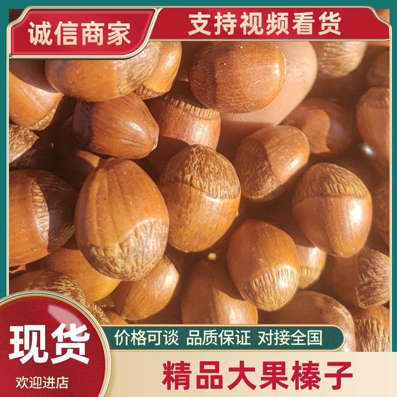 精品长毛大果榛子质量保证量大从优诚信经营欢迎咨询