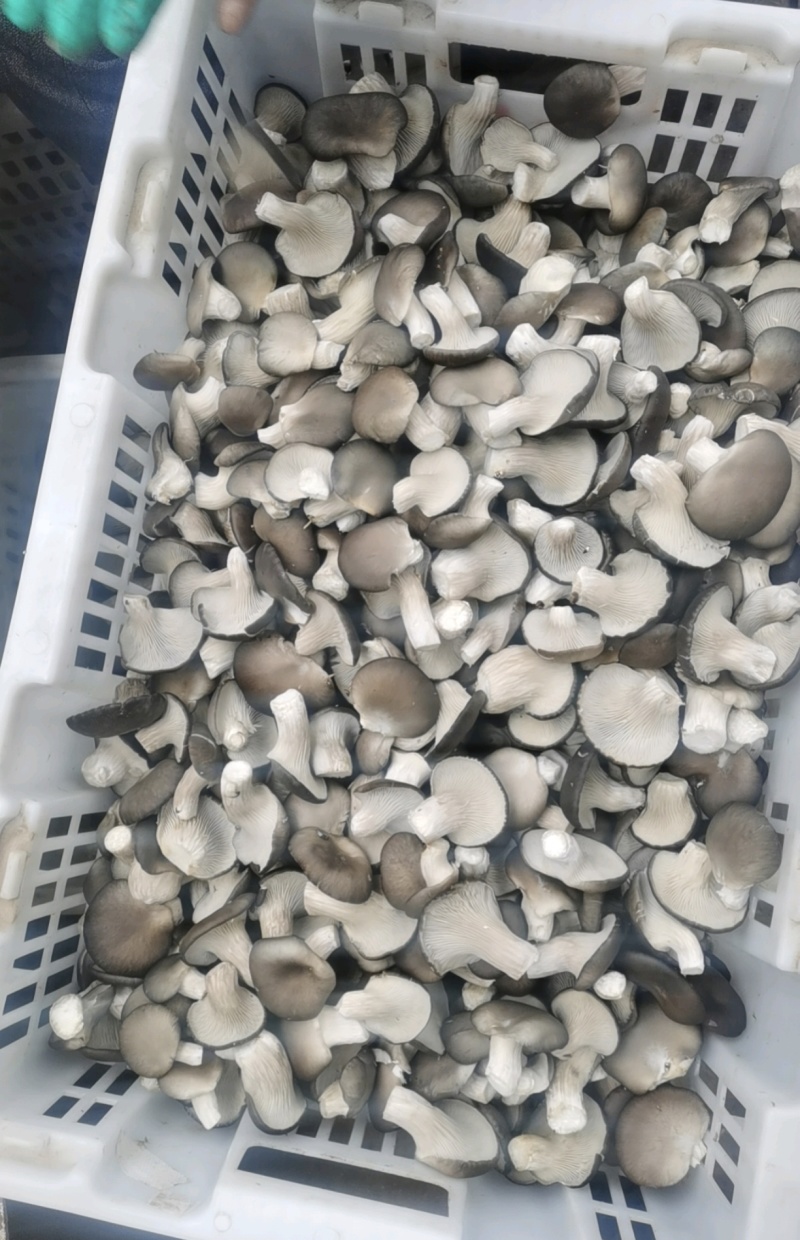 小黑平一手货源保质保量供货发货全国