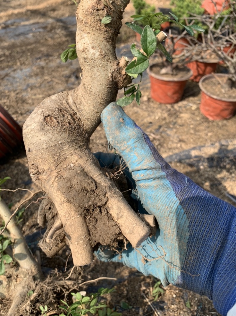 清地处理一起杂木白蜡朴树火棘