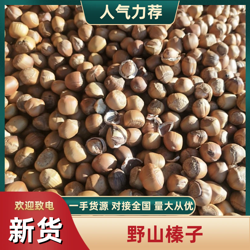 辽宁野山榛子大个（生）货源充足质量保证诚信经营欢迎咨询