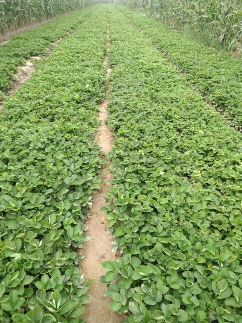 天仙醉草莓苗大量供应，量大从优基地直发，新鲜发货