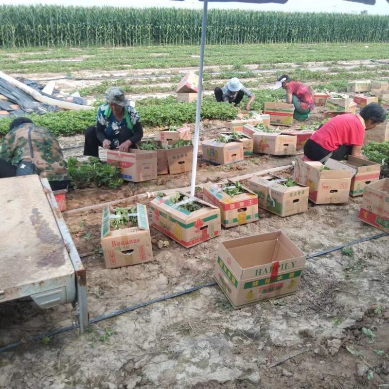 天仙醉草莓苗大量供应，量大从优基地直发，新鲜发货