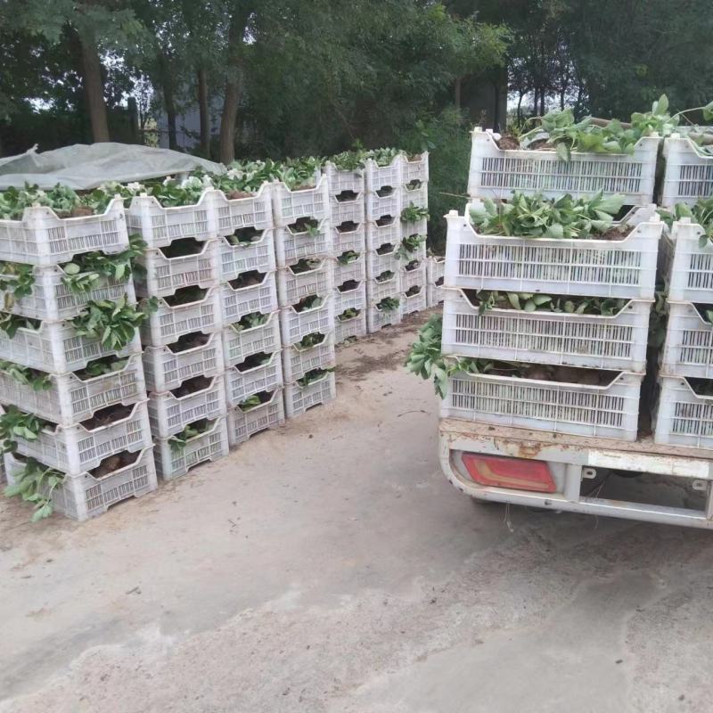 甜茶理草莓苗基地直发，河北产地，量大从优欢迎咨询