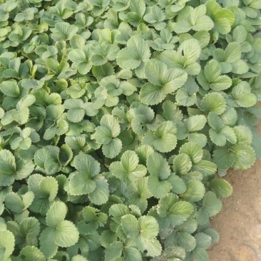 红颜草莓苗大量供应，新鲜采挖量大从优，河北产地直发