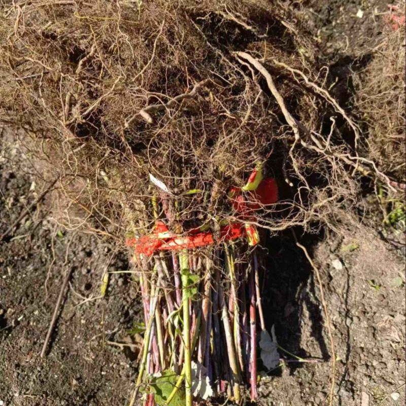 树莓苗基地供应规格齐全价格优惠欢迎各大老板前来采购