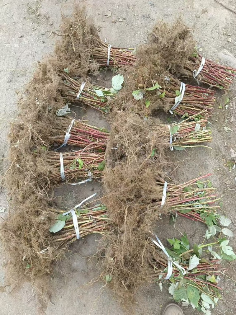 树莓苗基地供应规格齐全价格优惠欢迎各大老板前来采购
