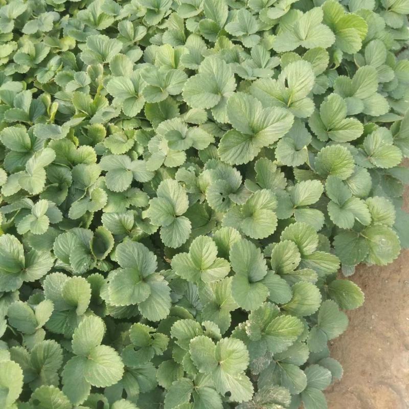 红颜草莓苗大量供应，新鲜采挖量大从优，河北产地直发