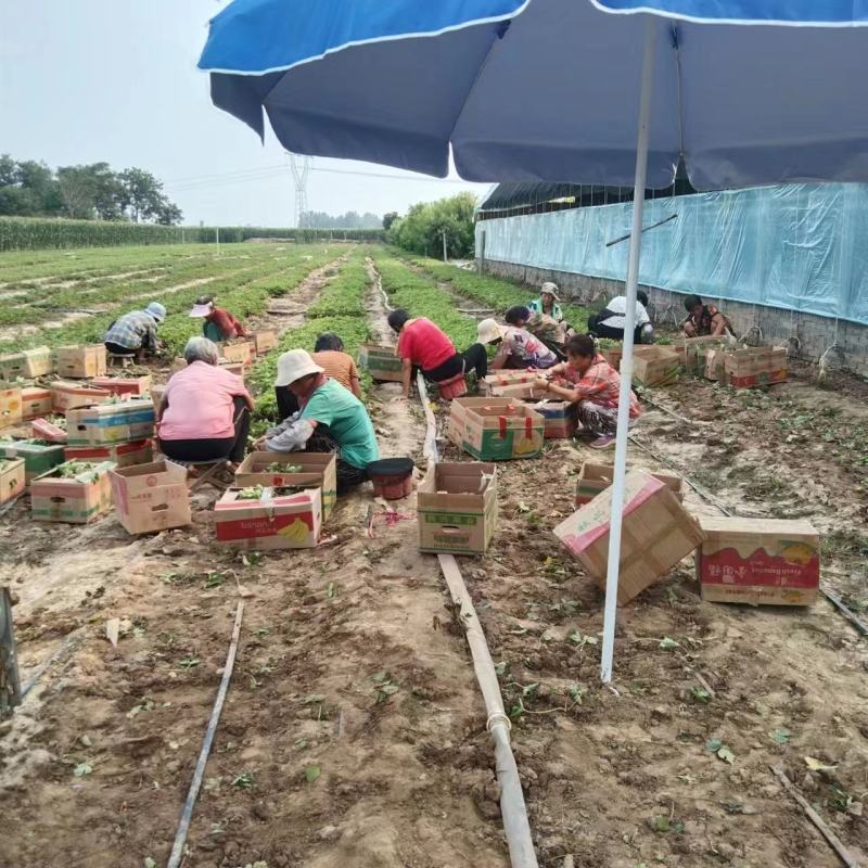 红颜草莓苗大量供应，新鲜采挖量大从优，河北产地直发