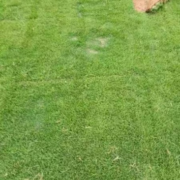 台湾草