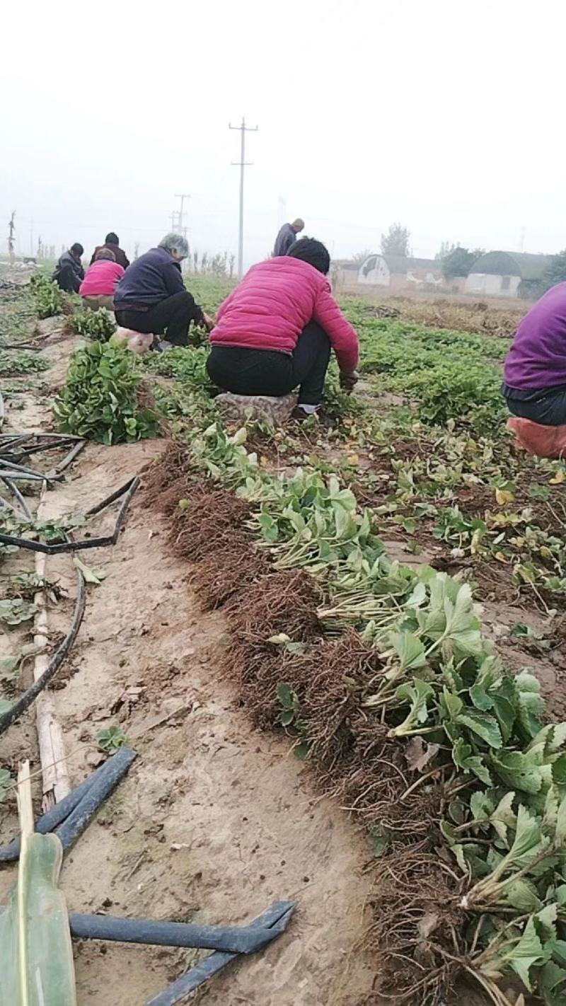 甜宝草莓苗大量供应，新鲜采摘量大从优欢迎咨询！！