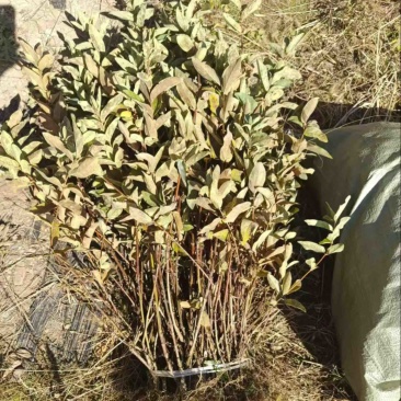 蓝靛果树苗基地供应量大质优价格优惠一手货源欢迎采购