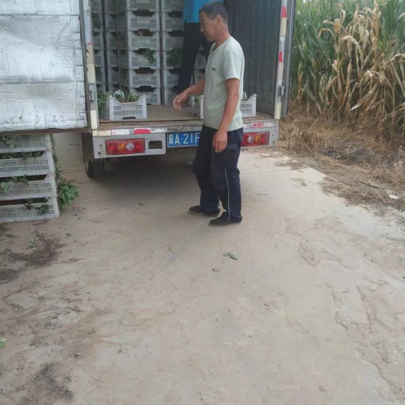 宁玉草莓苗大量供应河北产地直发，量大从优，支持零售批发。