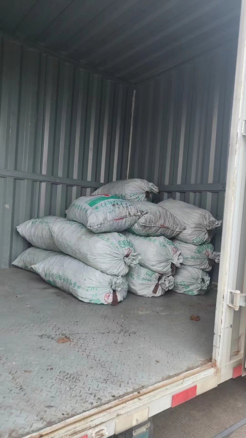 浙江台州山水老菱角新鲜香甜粉糯现摘现发