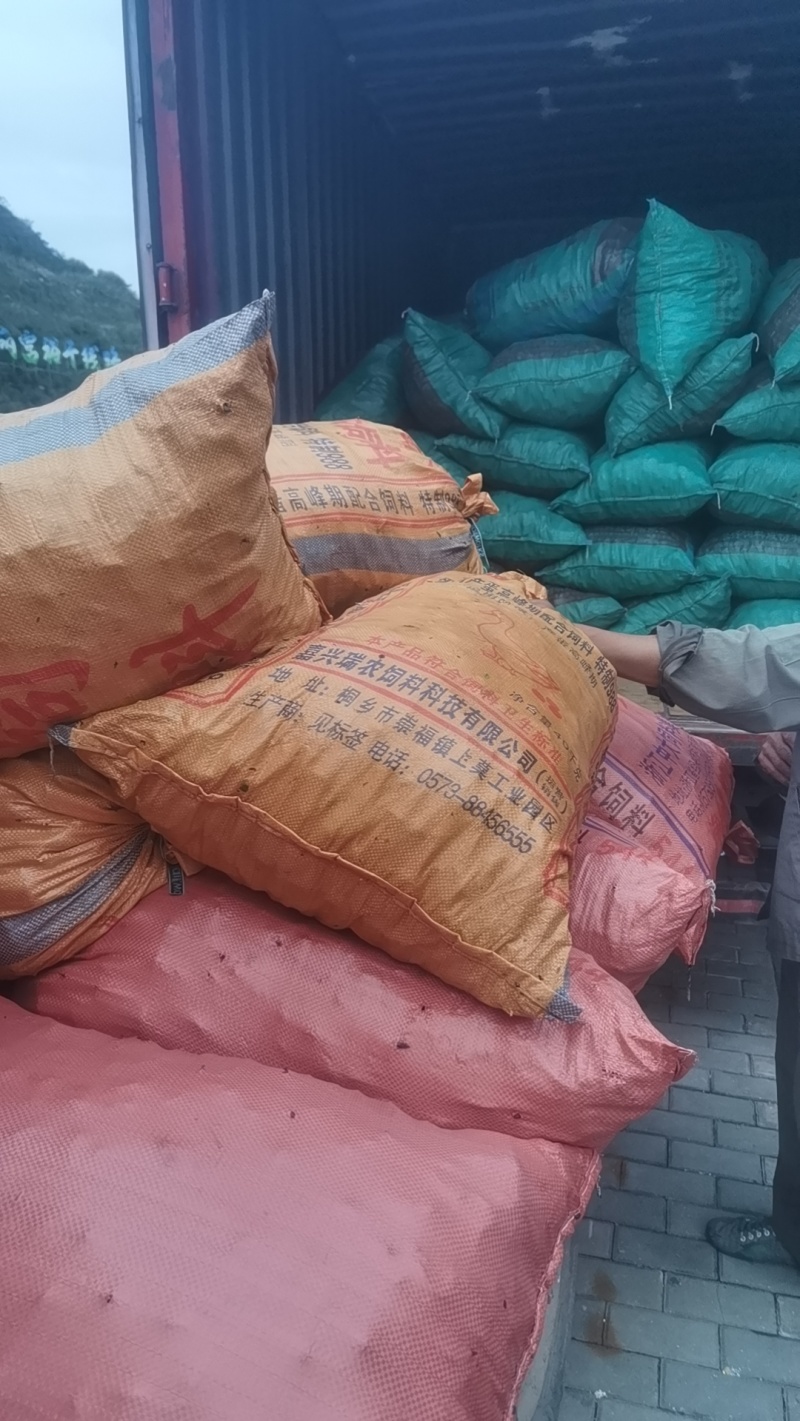 浙江台州山水老菱角新鲜香甜粉糯现摘现发
