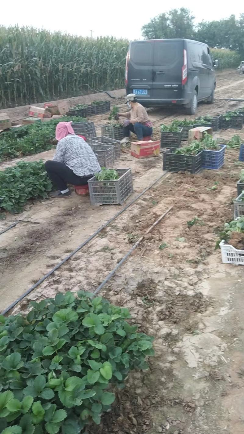 新丰一号二号草莓苗大量供应基地直发，货源充足，量大从优。