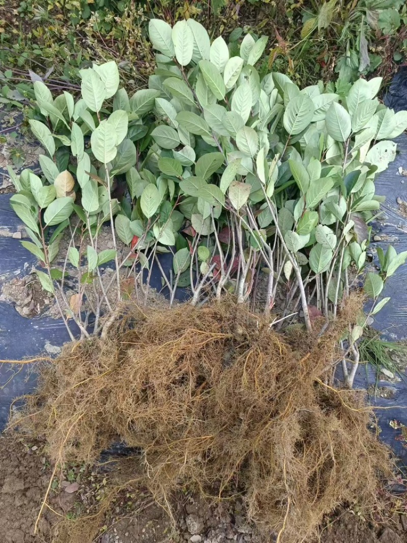 花楸果苗黑果腺肋花楸苗量大质优价格优惠欢迎咨询采购