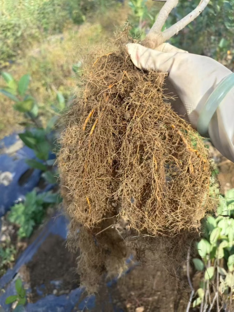 花楸果苗黑果腺肋花楸苗量大质优价格优惠欢迎咨询采购