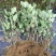 花楸果苗黑果腺肋花楸苗量大质优价格优惠欢迎咨询采购