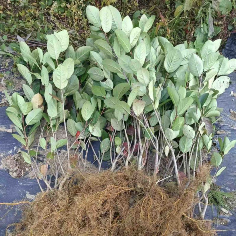花楸果苗黑果腺肋花楸苗量大质优价格优惠欢迎咨询采购