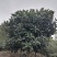 山玉兰