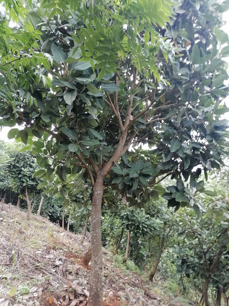 山玉兰