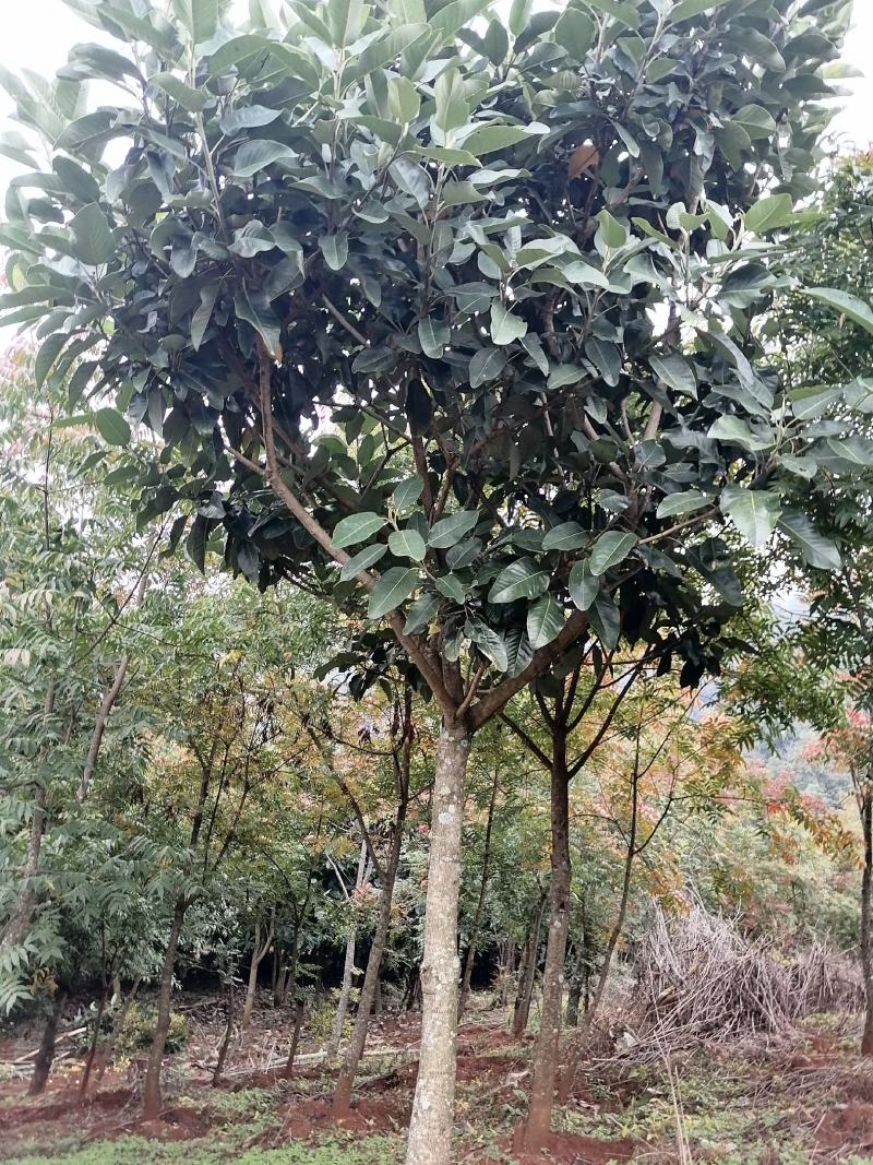 山玉兰