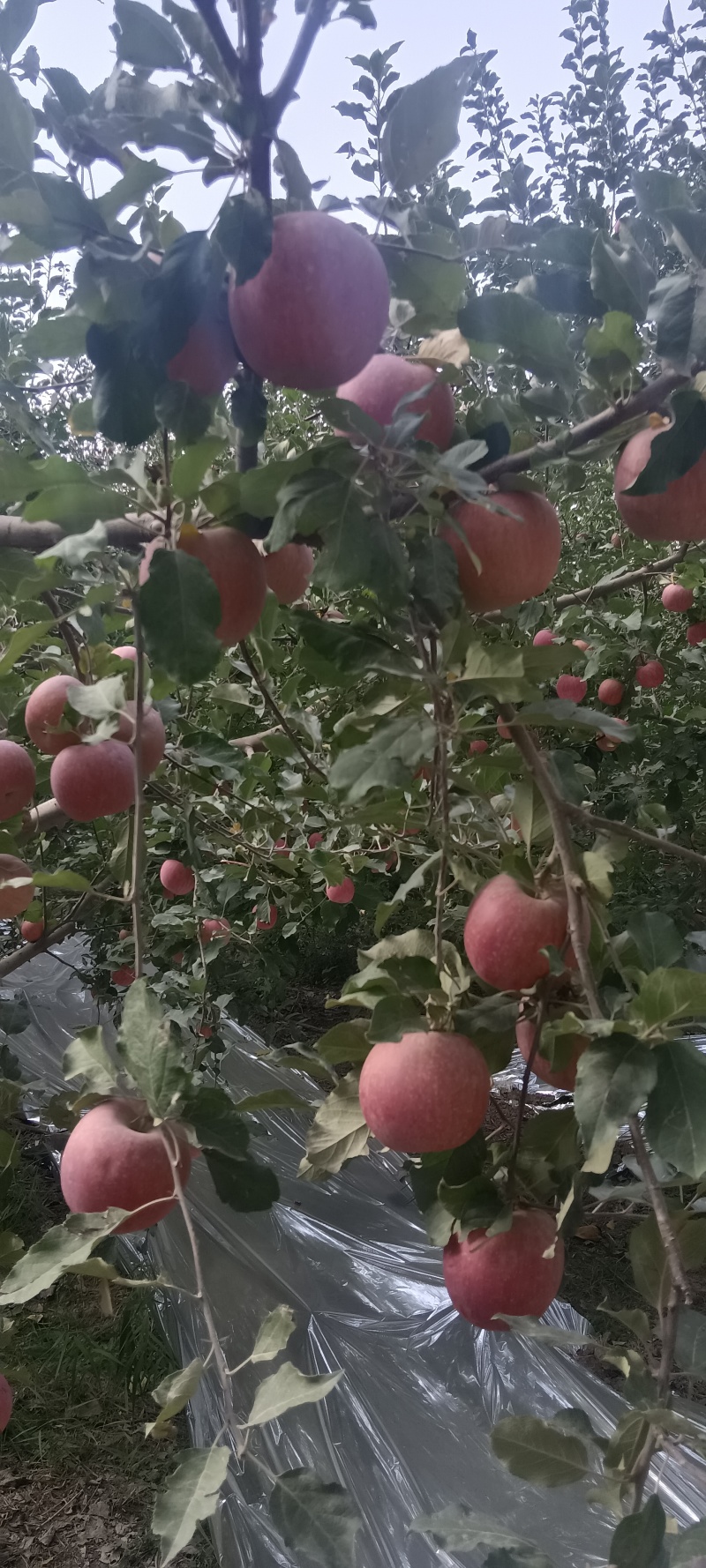 阿克苏冰糖心苹果/落地果，做饮料水果，饮料加工苹果