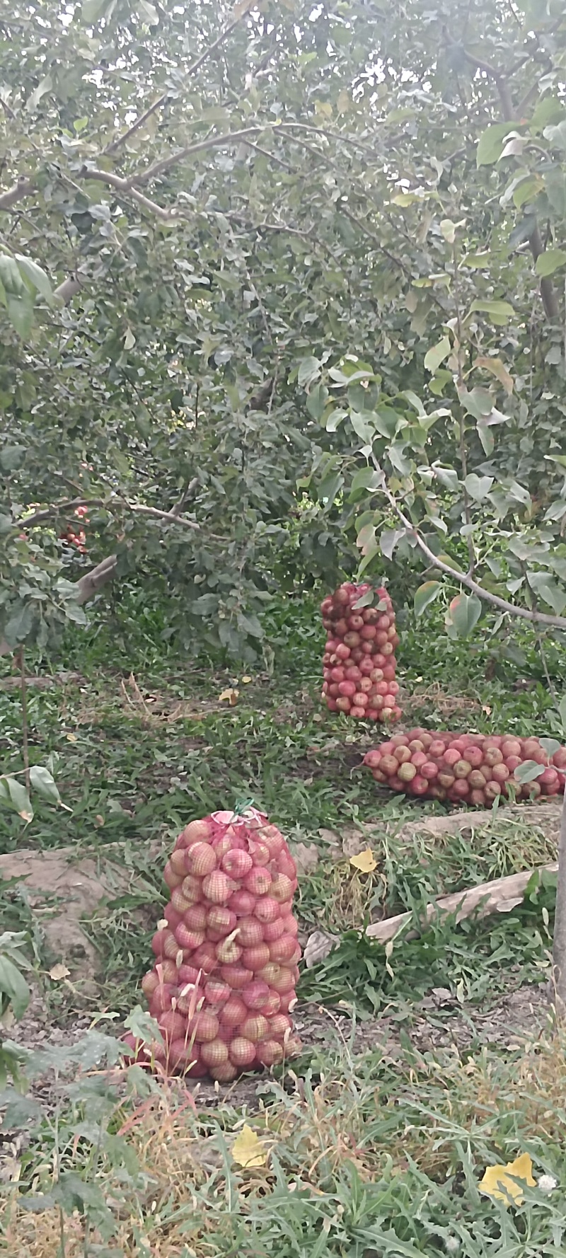 阿克苏冰糖心苹果/落地果，做饮料水果，饮料加工苹果