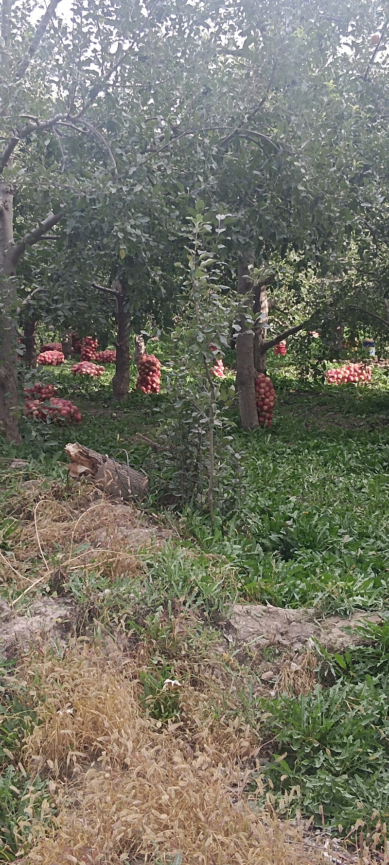 阿克苏冰糖心苹果/落地果，做饮料水果，饮料加工苹果