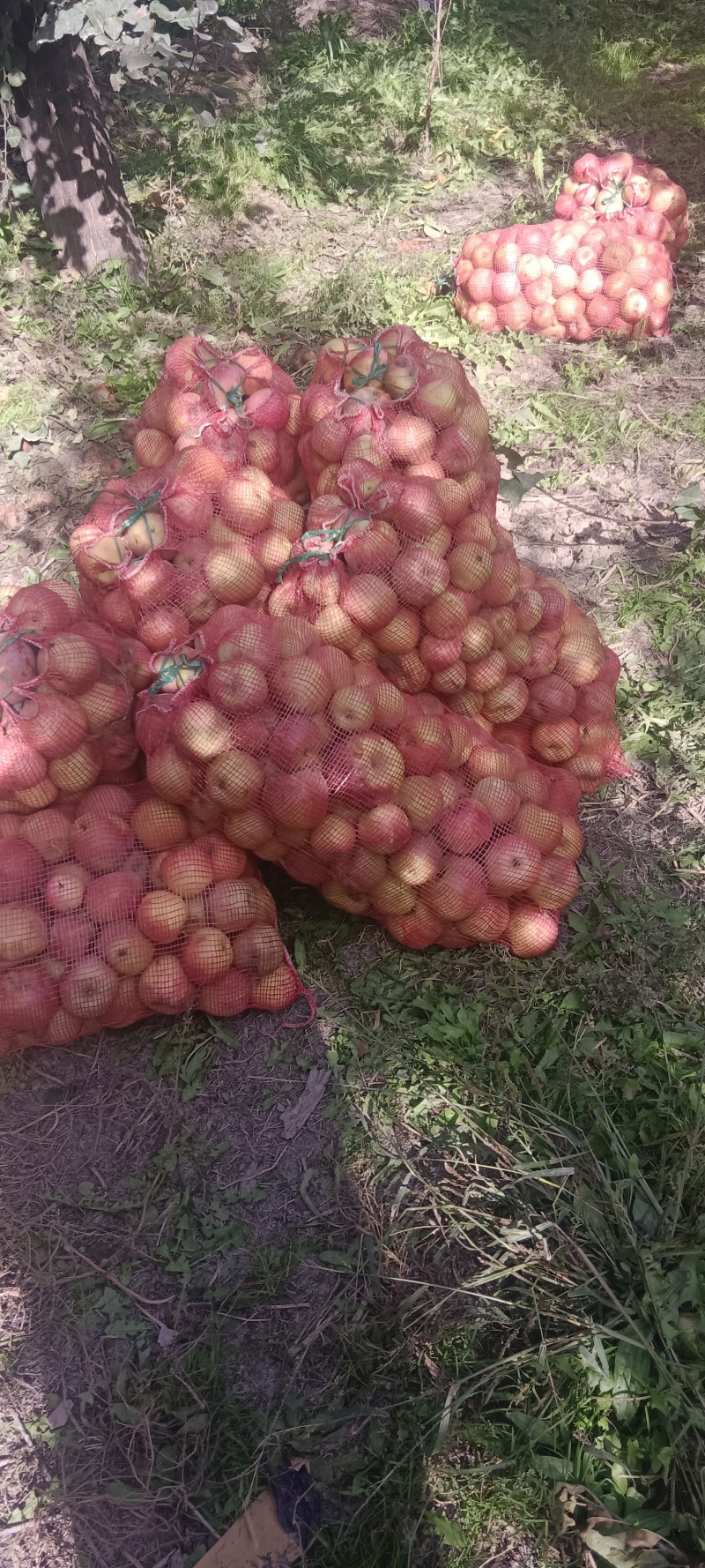 阿克苏冰糖心苹果/落地果，做饮料水果，饮料加工苹果