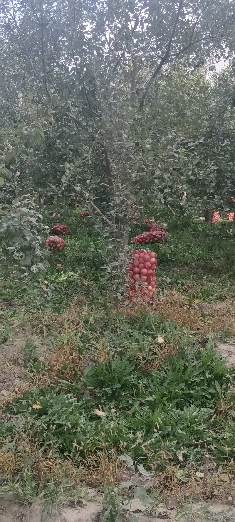 阿克苏冰糖心苹果/落地果，做饮料水果，饮料加工苹果