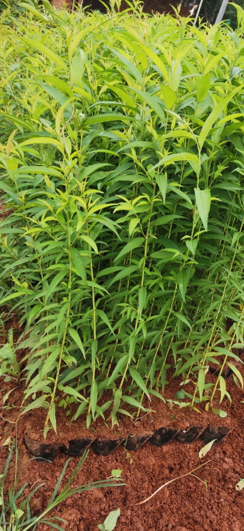 精选毛桃树苗核桃苗，当年毛桃苗成活率高根系发达