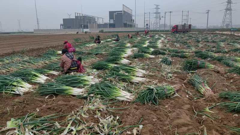 大葱丰收场景