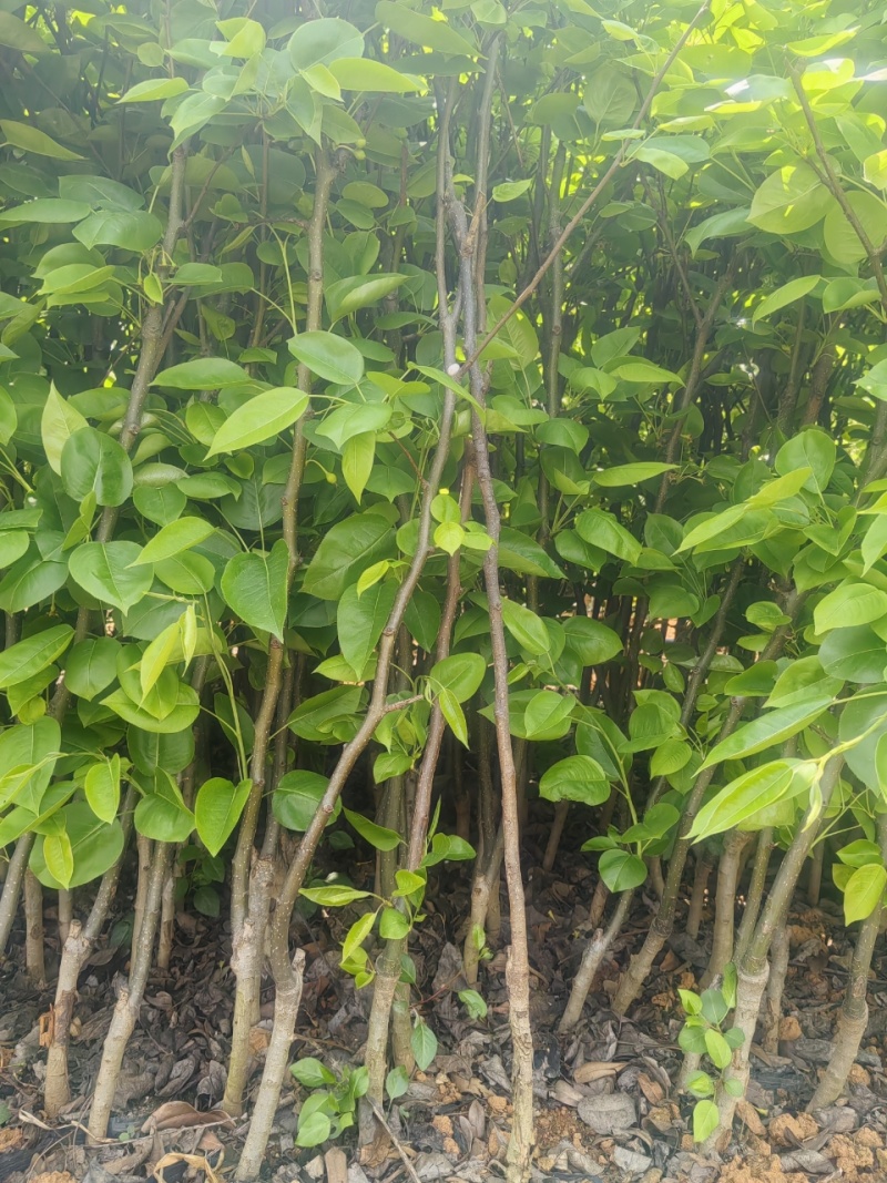 梨树苗成活率高根系发达价格实惠运输便利诚信为本