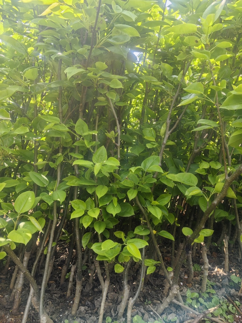 梨树苗成活率高根系发达价格实惠运输便利诚信为本