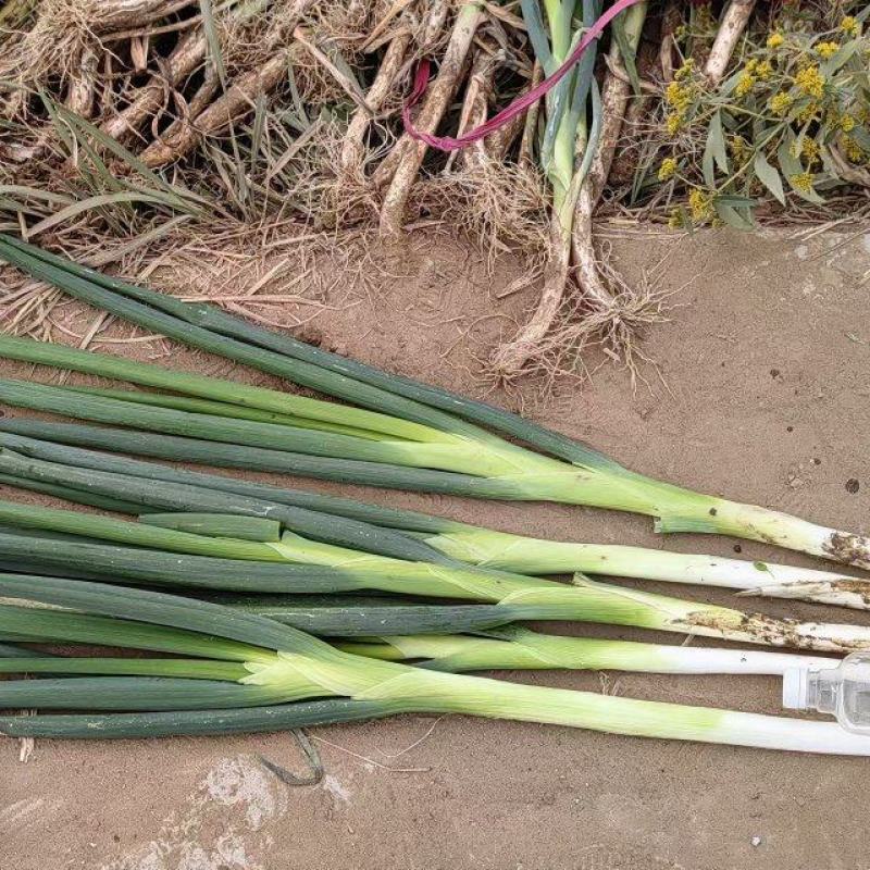 【推荐】河北长白大葱基地直供一手货源品质保证量大价优