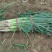 【推荐】河北长白大葱基地直供一手货源品质保证量大价优