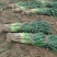 【推荐】河北长白大葱基地直供一手货源品质保证量大价优