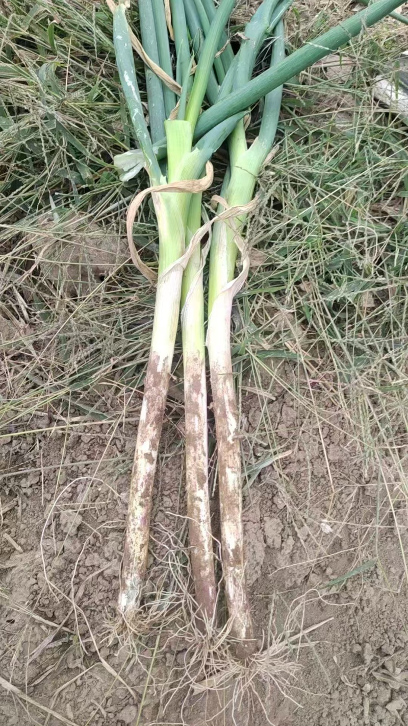 【推荐】河北长白大葱基地直供一手货源品质保证量大价优
