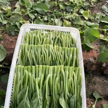 菜心