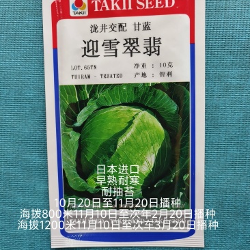 迎雪翡翠进口耐寒甘蓝种子早熟浓绿球内色鲜黄小苗越冬