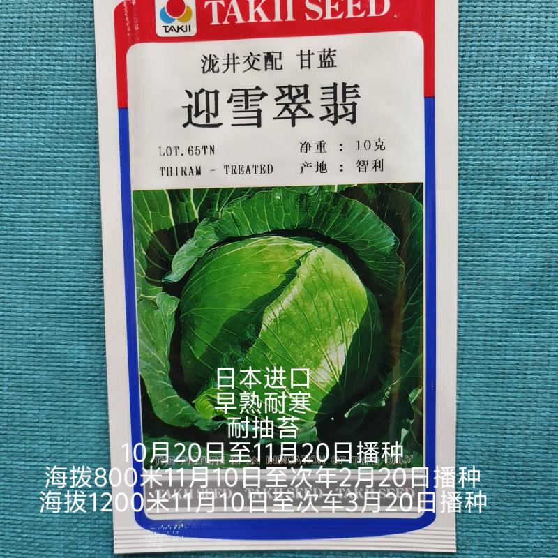 迎雪翡翠进口耐寒甘蓝种子早熟浓绿球内色鲜黄小苗越冬