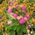 五色梅，五色梅加仑盆，五色梅穴盘苗，多色五色梅，五色梅