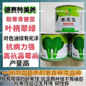 德赛寒美美青梗菜种子耐寒抗病力强青菜种子叶柄翠绿高产蔬菜