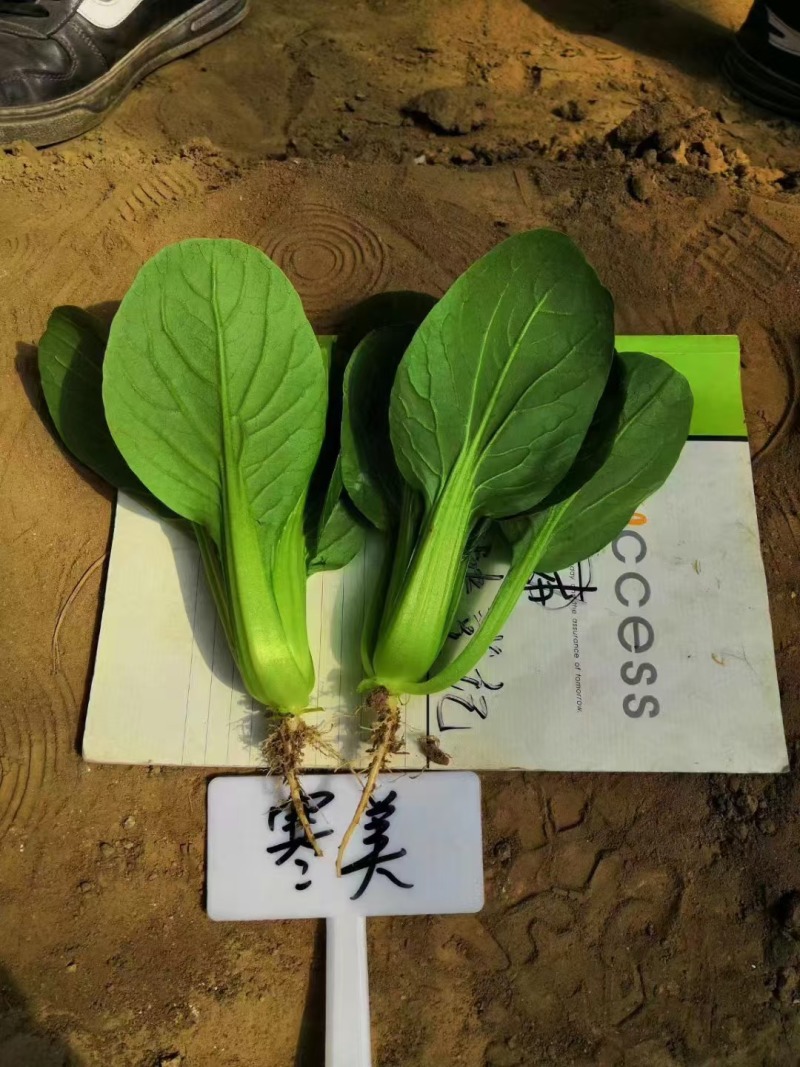 德赛寒美美青梗菜种子耐寒抗病力强青菜种子叶柄翠绿高产蔬菜
